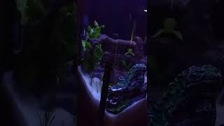 Marineland 5 Portrait Aquarium Day Mode