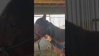 Chakora's diagnosis ❤️ #horses #horserescue