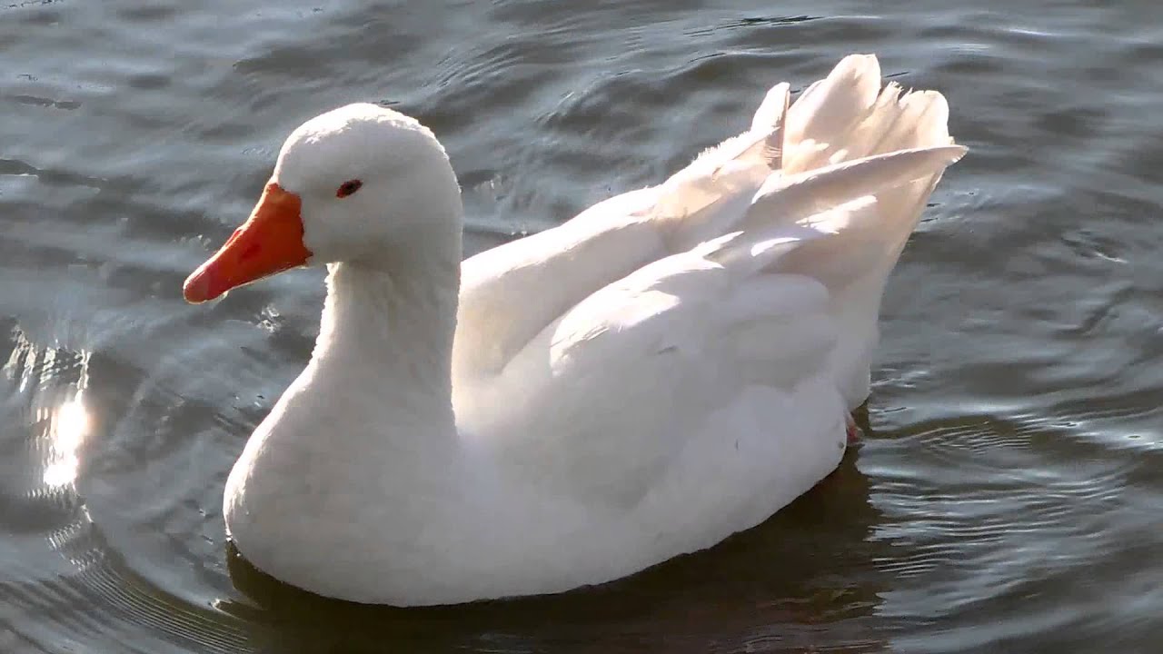 White Geese Swimming And Feeding (Uk Water Birds)