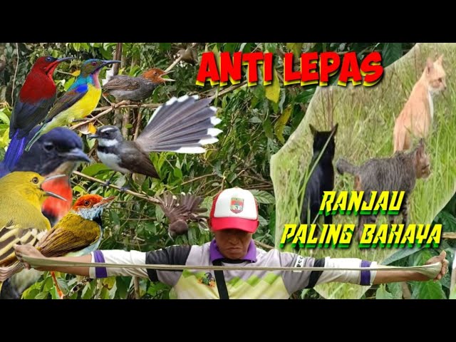 Tantangan Mikat Burung Kipasan Londo Saat Angin Kencang class=