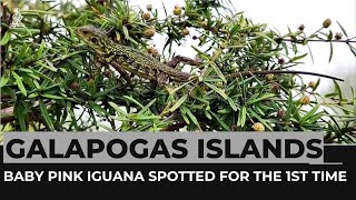 Endangered baby pink iguana spotted for the first time in Galapagos Islands