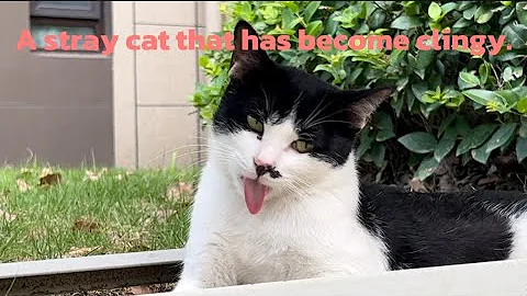 Watch the video about A clingy stray cat｜Clever Siamese cat｜Daily life of domestic cats and stray cats｜cute Siamese cat