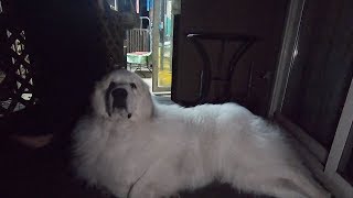 外が気持ちよくて家に入りたくないアランです　Great Pyrenees　グレートピレニーズ