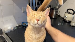 Adorable boi keeps on talking to ask for more love by Archie The Cat & Friends 58,907 views 4 months ago 43 seconds