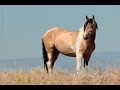 Wild Mustangs of SE Oregon July 2015