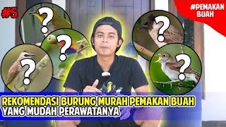 5  REKOMENDASI BURUNG MURAH pemakan buah