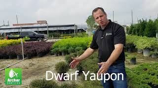Dwarf Yaupon Holly - Archer Services