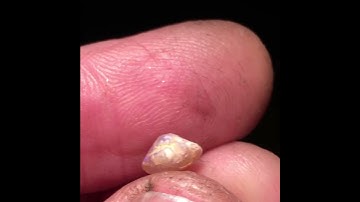 Opalized bivalve