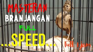 masteran branjangan full speed||dunia burung indo