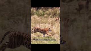 This Tiger Secret Will Blow Your Mind 🤯🐯