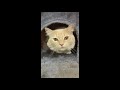 Kitty Vlogs Episode 11
