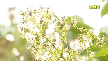 Du khách ấn tượng với mùa hoa vải ở Lục Ngạn