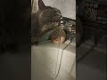 #water #cat #drink #delicious #вкусно#кот #вода #вкусно #asmr #nature #beautiful #красиво #kitten