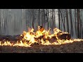 Concepto Incendio Forestal. Ardiente de basura en madera, provocando incendios forestales y deforest