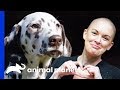 Dalmatian Pup Hits The Jackpot With A Perfect New Home | Amanda To The Rescue