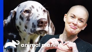 Dalmatian Pup Hits The Jackpot With A Perfect New Home | Amanda To The Rescue