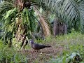 Amat Terkukur - Laman Payalang Pahang - Video No - 2