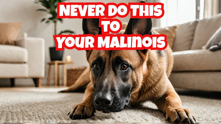 5 Things You Must Never Do to Your Belgian Malinois | Dog Training | Malinois