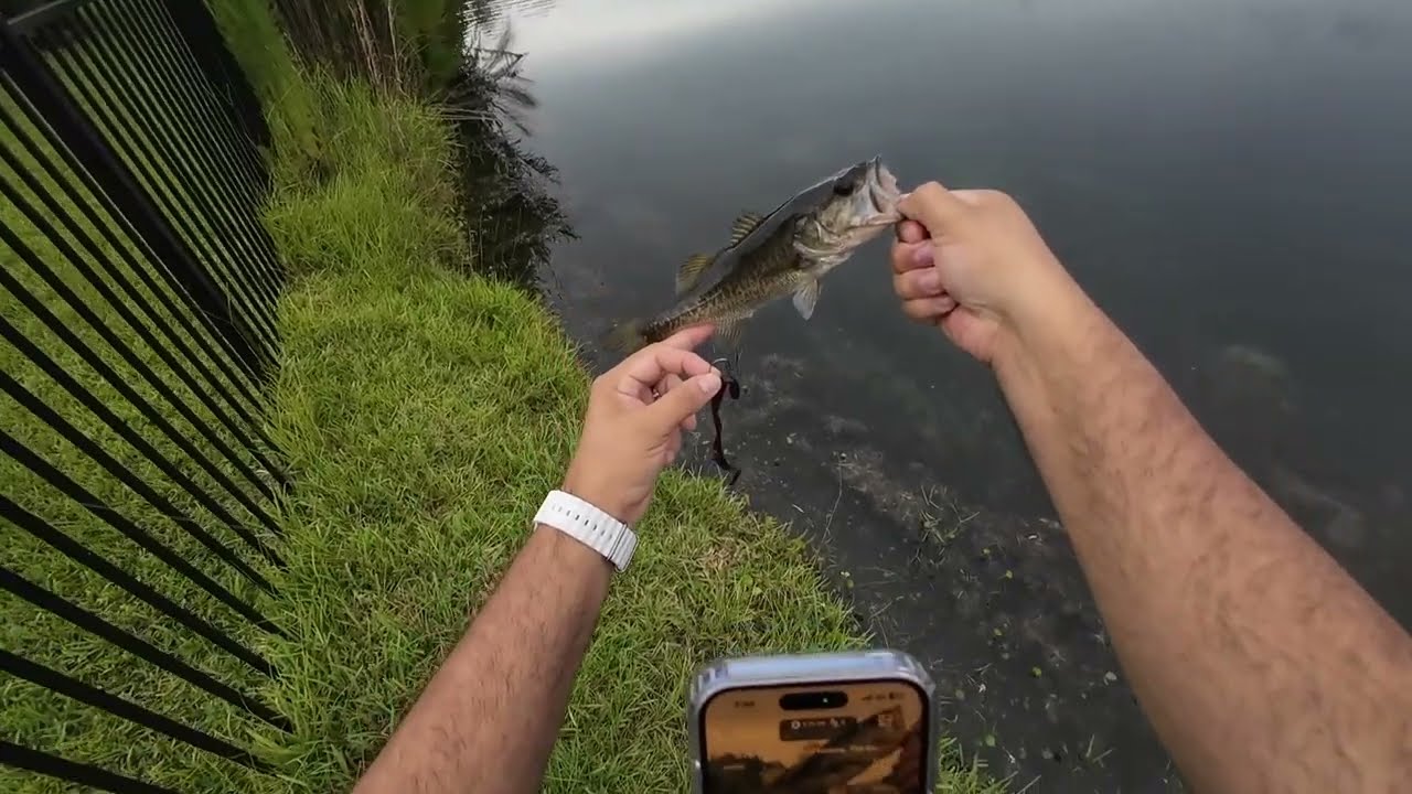 Friday Evening Bass Fishing in The Backyard Pond. #bassfishing #fishing
