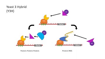 Comparison of Yeast Hybrid Techniques