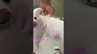 Dog not scared if her vaccine #dog #pomeranian #puppy