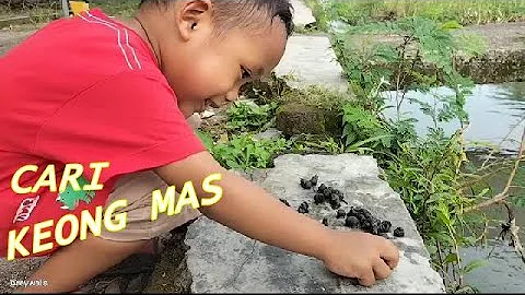 Cari Keong Mas di Kali - Seru - Hiburan untuk anak