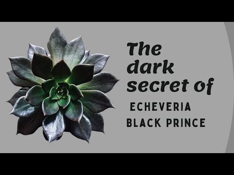 Wideo: Co to jest Black Prince Succulent: Dowiedz się więcej o Black Prince Echeveria Care
