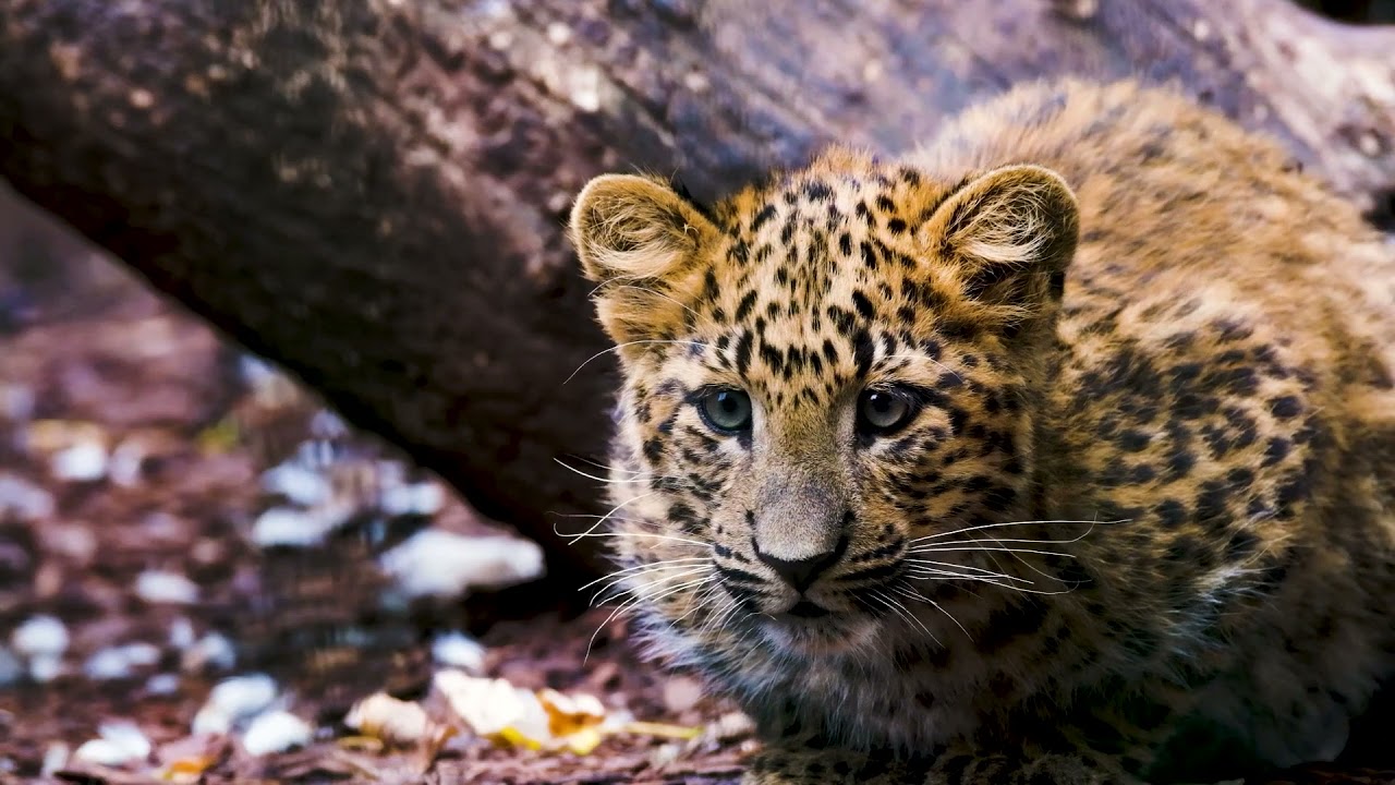 Леопард животное. Образ жизни и среда обитания...