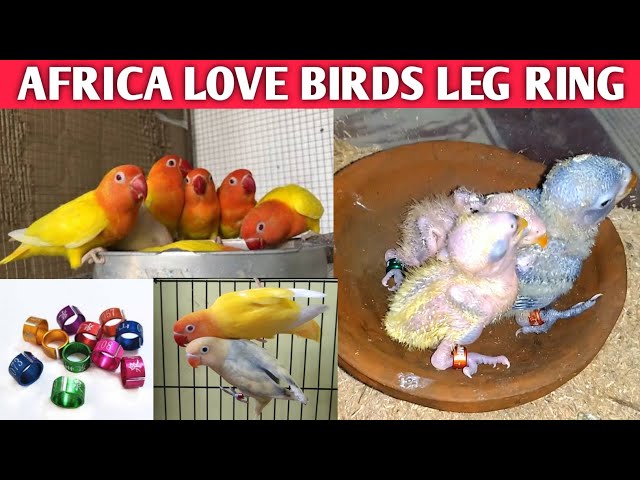 Eye ring lovebird pair up with non eye ring lovebird | Green Fischer &  Peach faced | BirdsGalaxy - YouTube