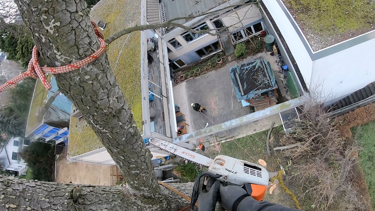 Große, abgestorbene Zeder in kleinem Garten fällen! SKT