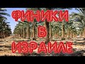 ФИНИК ИЛИ САХАР, ЧТО ПОЛЕЗНЕЕ ДЛЯ НАШЕГО ОРГАНИЗМА? ФИНИКОВЫЕ ПЛАНТАЦИИ ИЗРАИЛЯ.