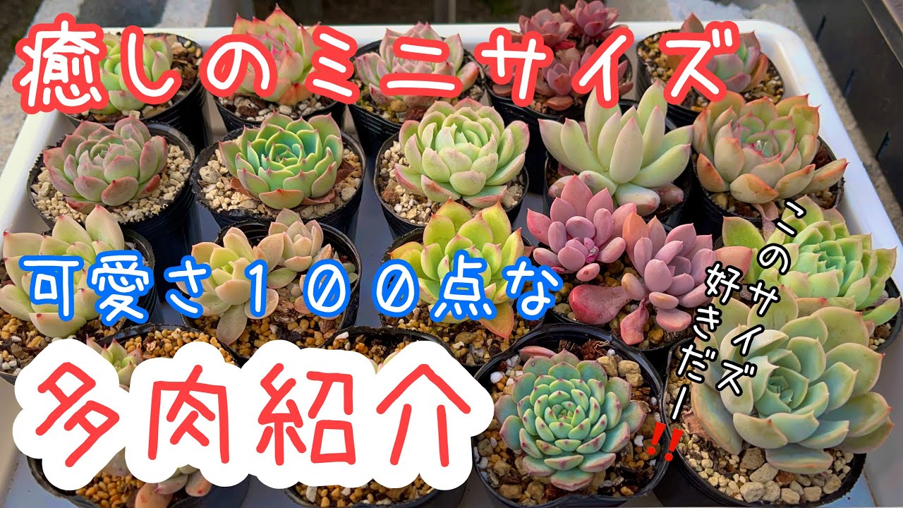 多肉植物]片手に収まるベストサイズ！個人的1番好きな小苗多肉を紹介 