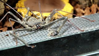 Setting up The Tailless Whip Scorpion Enclosure  A Guide