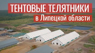 Тентовые телятники в Липецкой области