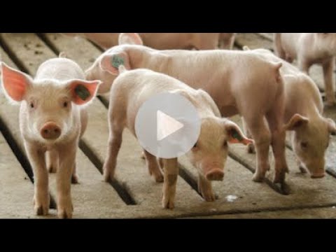 Ohio pig farmer hosts Virtual Field Trip for Springfield Rotary