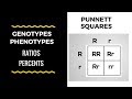 Understanding Punnett Squares and Genetic Traits