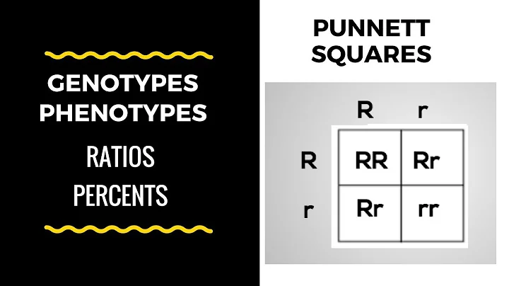 Understanding Genotype and Phenotype Ratios: Punnett Square Explained