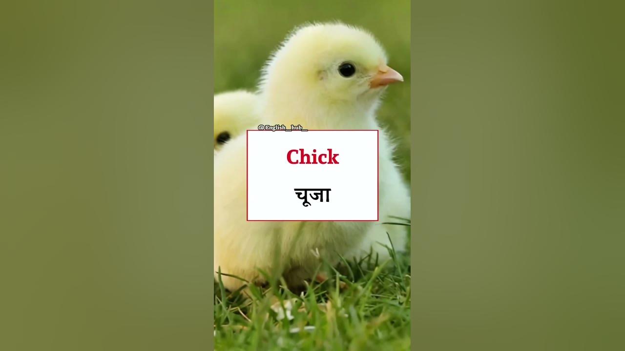 learn-small-english-words-shortvideo-shortviral-englishshort-youtube