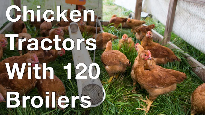 Chicken Tractors Hold 120 Broilers