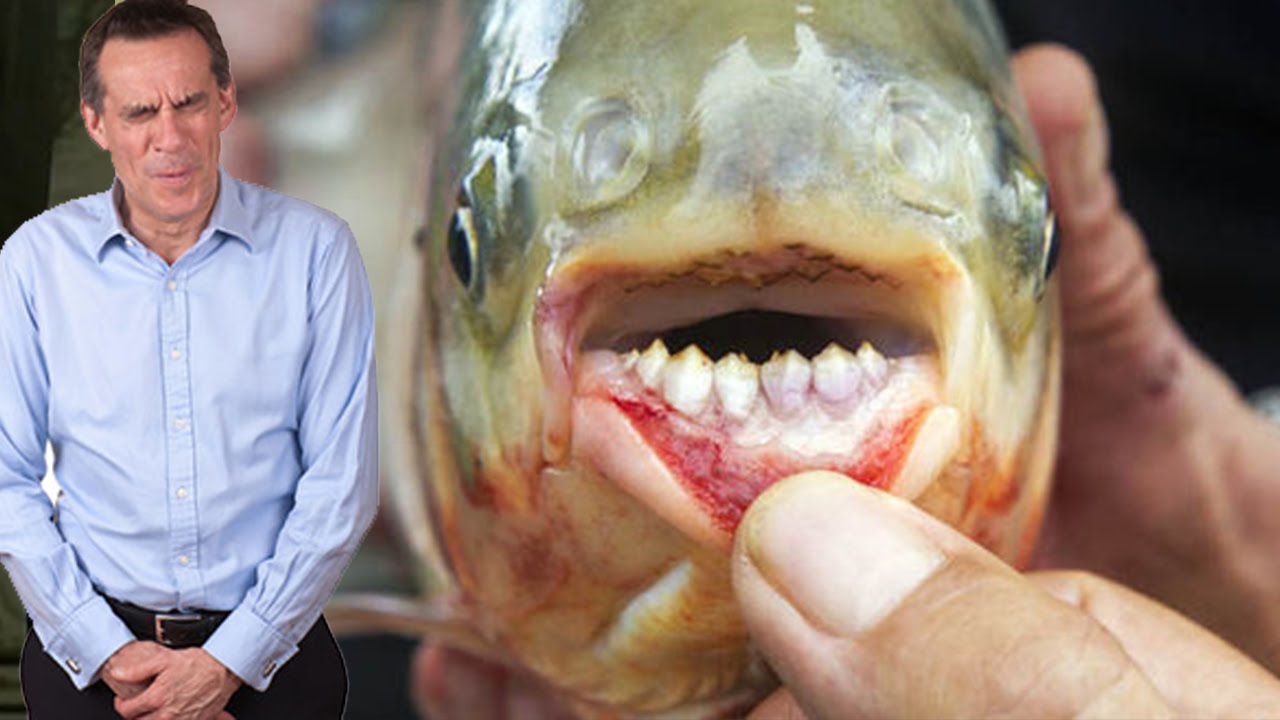 FLESH EATING FISH ON THE LOOSE THROUGHOUT THE WORLD YouTube