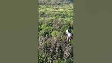 Walking into Stella’s point, I put up a chukar! #pointer #hunting #chukar #birdhunting #hunters