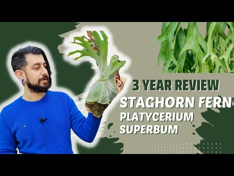 Video: Varieties of Staghorn Fern - Koje su popularne vrste biljaka Staghorn Fern