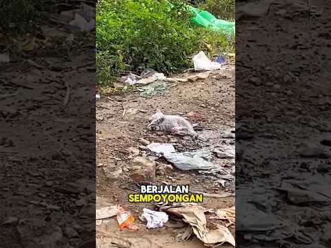 Kucing Kecil Yang Sakit dan Laki-Laki Baik Hati🥺❤️