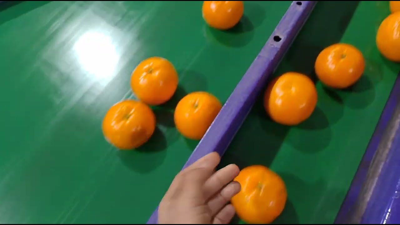 Pakistani citrus 🍊🍊🍊🍊🍊🍊🍊🍊 Factory process in sorgadha by Yasir Ghani 