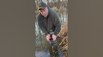 How to trap a beaver castor mound