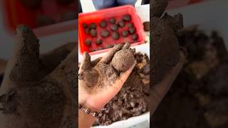 Aaj humne bnaye seed balls 😂🫣🤫 #youtube #hapoyholi #viral #comedy #ytshorts #shorts #dailyvlog