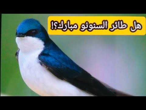 فيديو: هل الذيل السنونو معرض للخطر؟