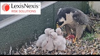 Peregrine 4 chick feed  14/05/24