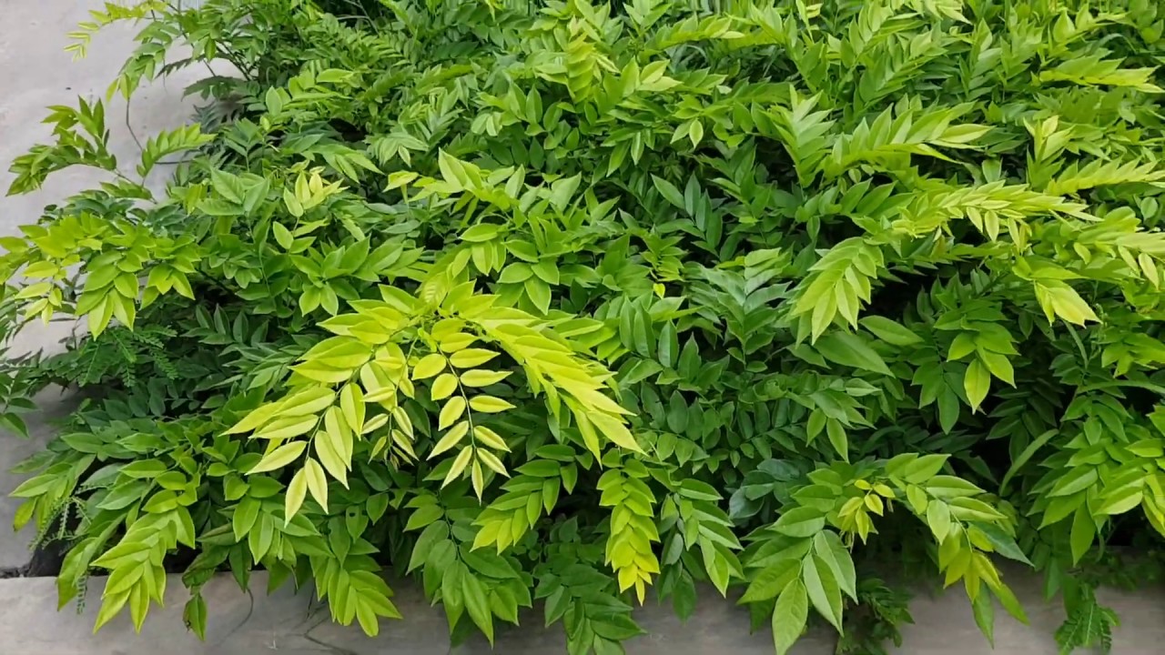 Kết quả hình ảnh cho sưa đỏ