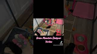 Yorkie Puppies At 5 Weeks Old.